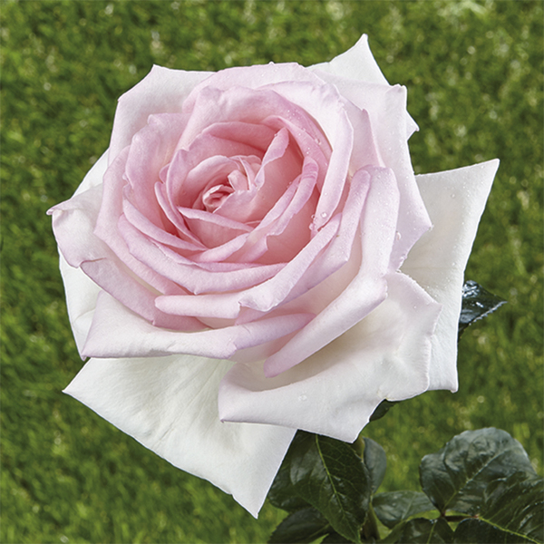 Rosa de parque y arbusto