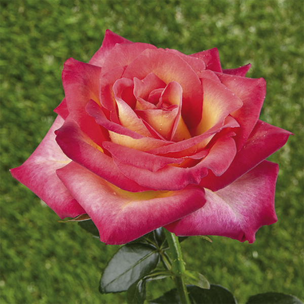 Minirosas – rosas enanas