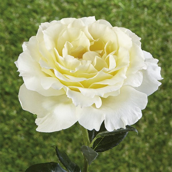 Rosas cubresuelos
